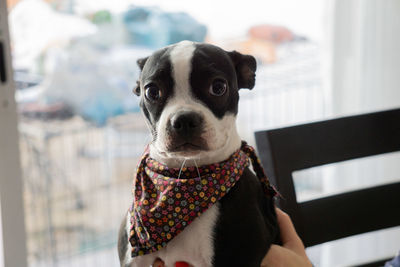 Close-up portrait of a dog