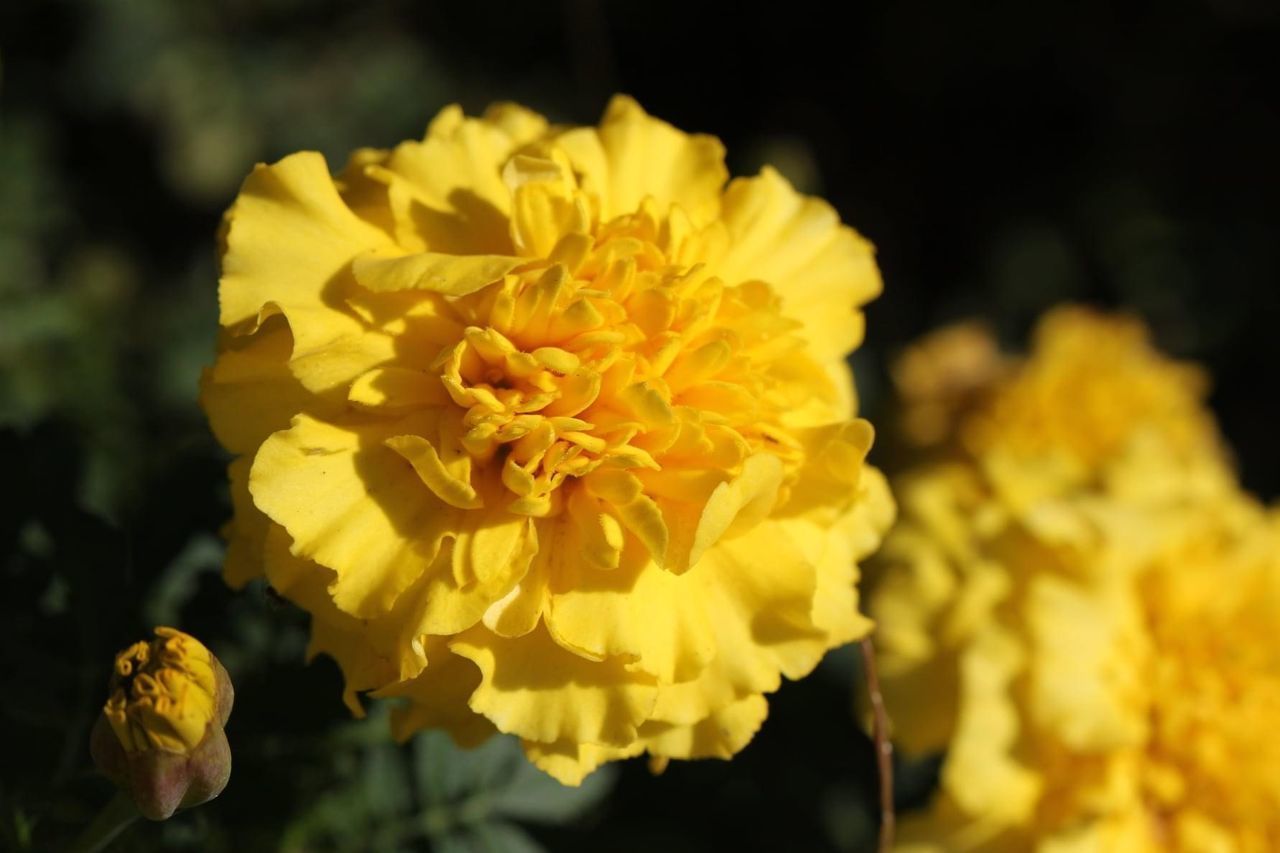 CLOSE-UP OF YELLOW MARIGOLD FLOWER