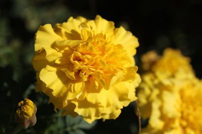Close-up of yellow marigold