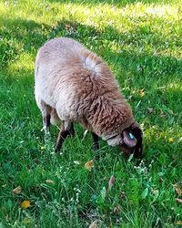 Sheep in a field