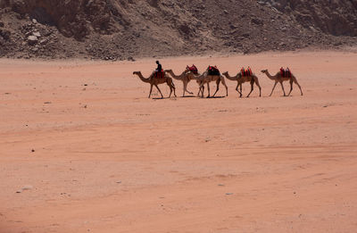 People riding horse in desert