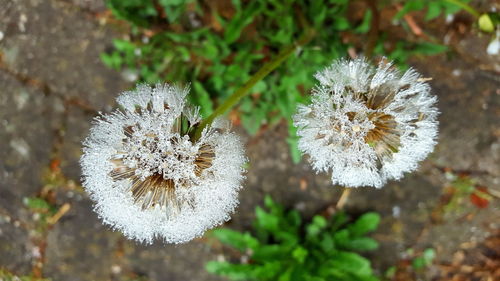 Close-up of flowers against white background