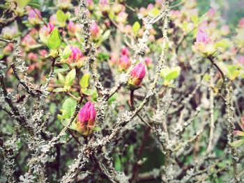 Close-up of pink flowers