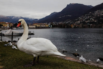 Swan on lake against mountains