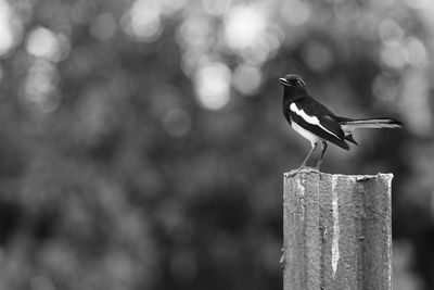 Close-up of bird perching on wooden post