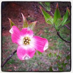 Close-up of pink flowers