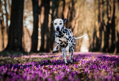 Dalmatian dog running on field