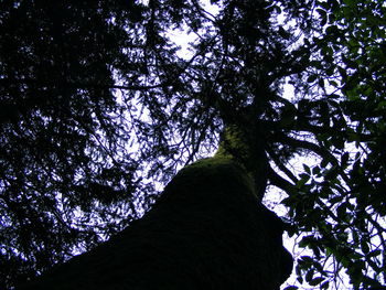 Low angle view of tree against sky