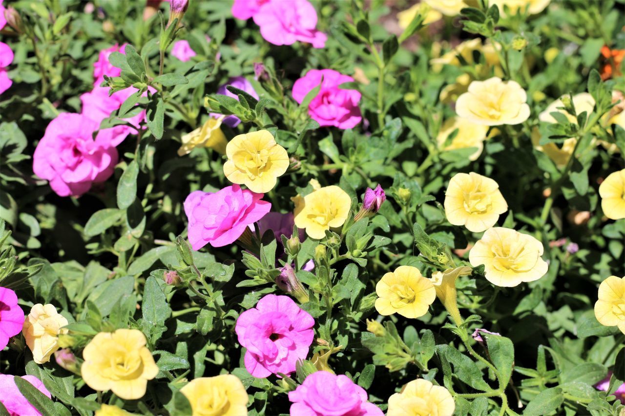 CLOSE-UP OF PINK FLOWERS