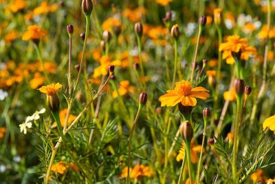 Close-up of yellow flowers blooming on field