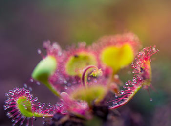 Close-up of wet pink flowering plant