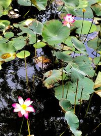 High angle view of lotus water lily in lake