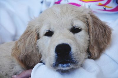 Close-up portrait of dog relaxing on bed