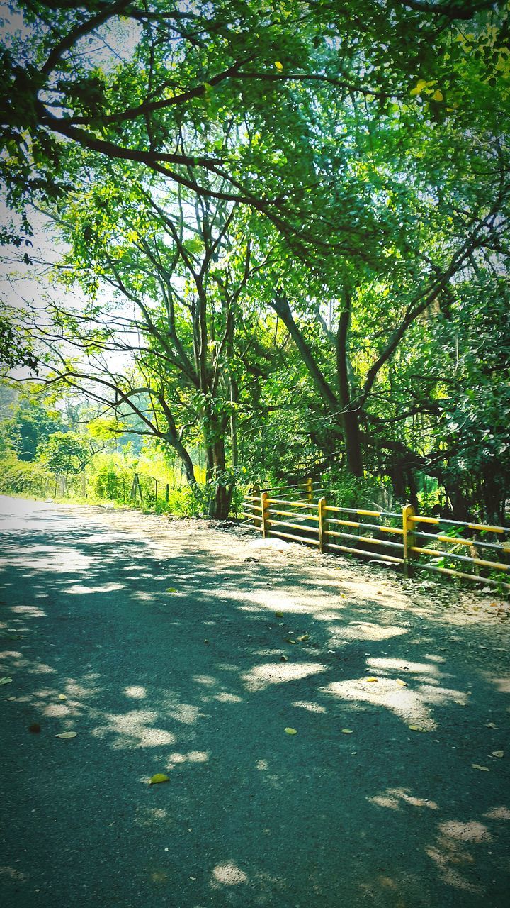 tree, the way forward, road, street, transportation, shadow, growth, sunlight, green color, footpath, branch, nature, tranquility, day, outdoors, park - man made space, diminishing perspective, empty, empty road, no people