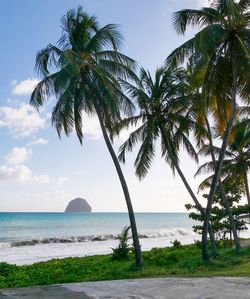 Palm trees on beach against sky