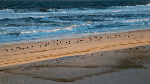 Flock of birds on beach