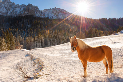 Horse standing on snow field against sky