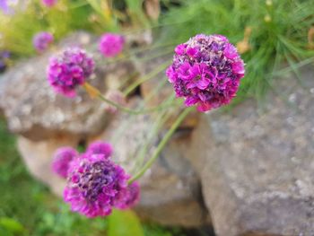 Close-up of pink flowers blooming outdoors