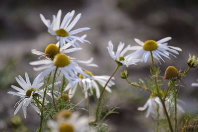 Close-up of white flowers blooming outdoors