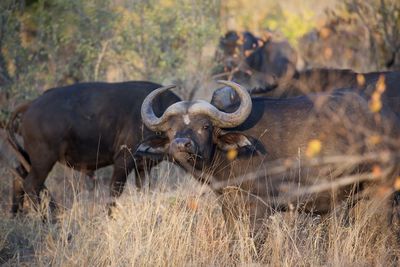 Wild cape buffalo in south africa