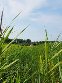 View of wheat field