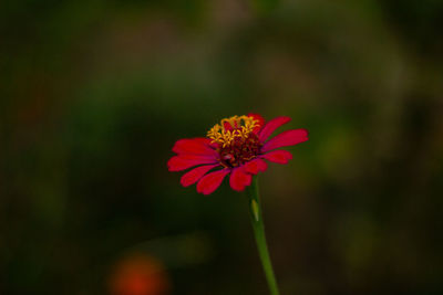 Close-up of red flower