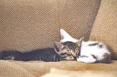 Portrait of kitten lying on sofa at home