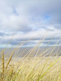 Grass on field against sky
