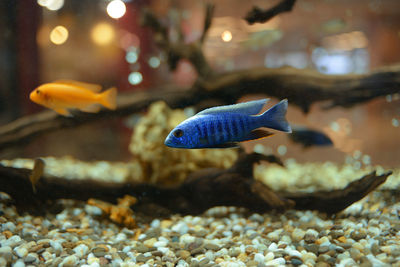 Close-up of fish swimming in aquarium