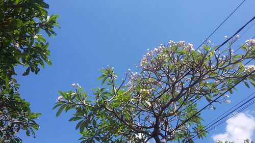 Low angle view of flowering tree against blue sky