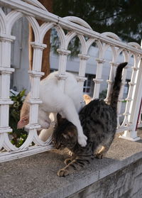 Two cats playing on the street