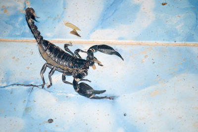 High angle view of insect on floor