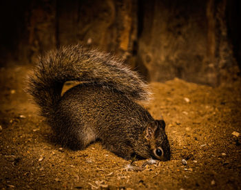 Close-up of squirrel