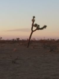 Bare tree on field against sky during sunset