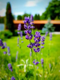 Close-up of purple flowering plant on field