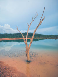 Dry tree by the lake. actually this lake was a former bauxite mining project in west kalimantan