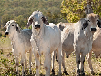 Sheep on field