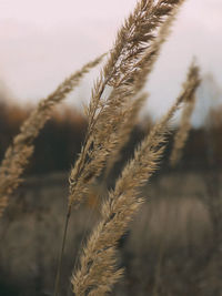 Close-up of stalks in field