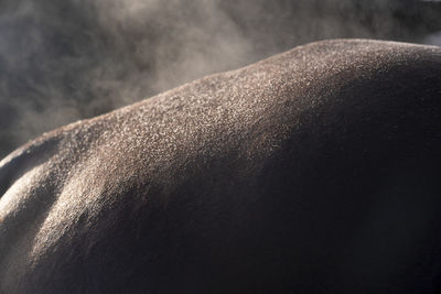 Close-up of a horses back