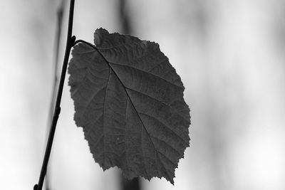 Close-up of dried leaves
