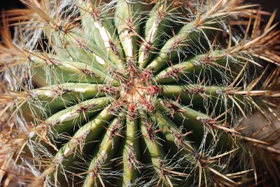 Close-up of cactus