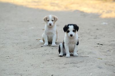 Portrait of puppy on the ground