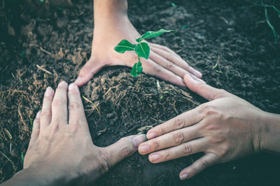 Close-up of woman hand holding plant