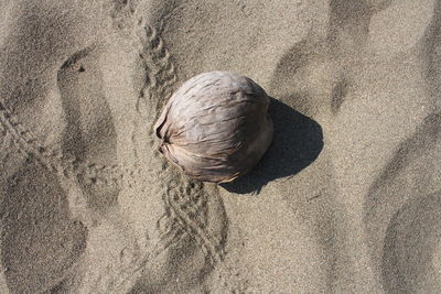 High angle view of bird on sand