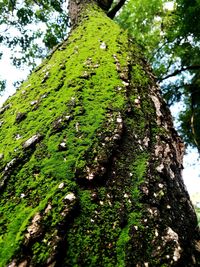 Low angle view of moss growing on tree trunk