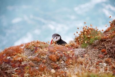 High angle view of puffin on land