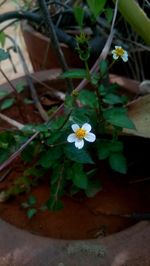 Close-up of flowers blooming outdoors