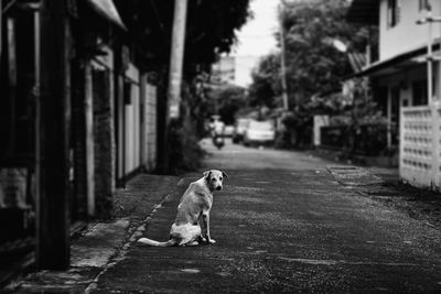 Dog sitting on street in town