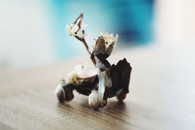 Close-up of dead plant