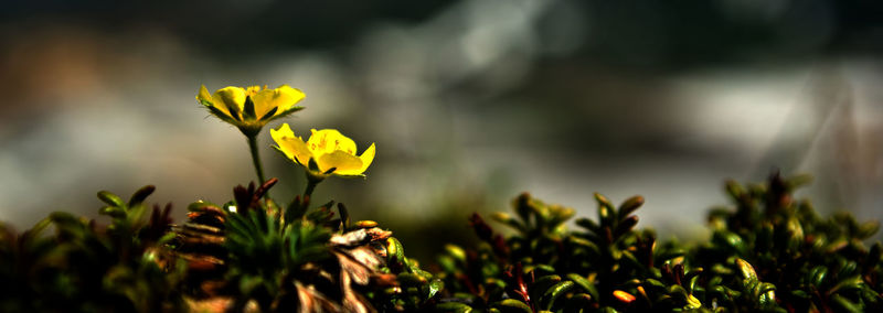 Close-up of yellow flowers blooming outdoors